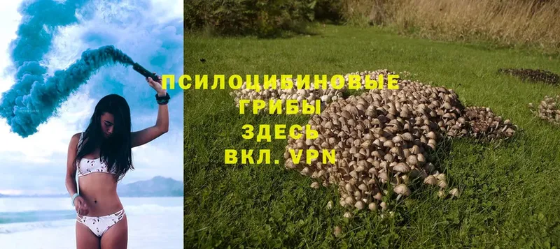 Галлюциногенные грибы Psilocybe  Городец 